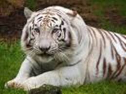 Tiger artwork
